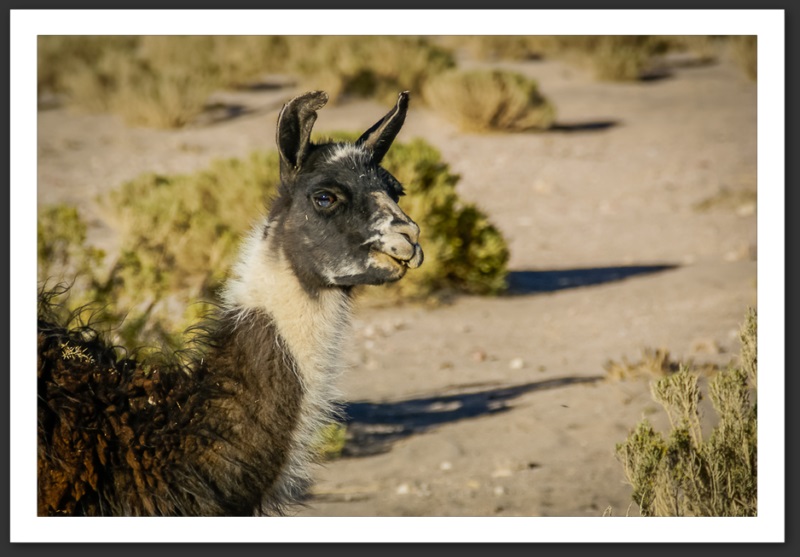 Lama Bolivie