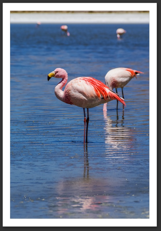 Flamant rose Bolivie