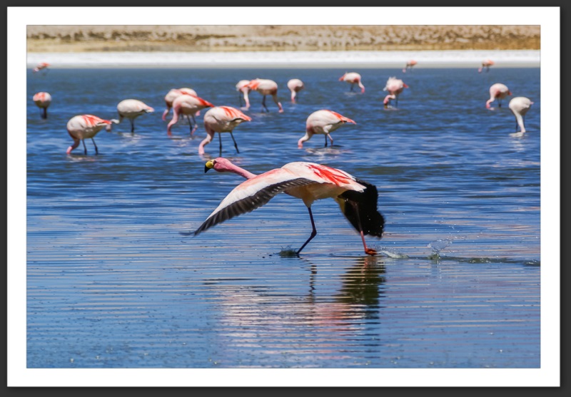 Flamant rose Bolivie