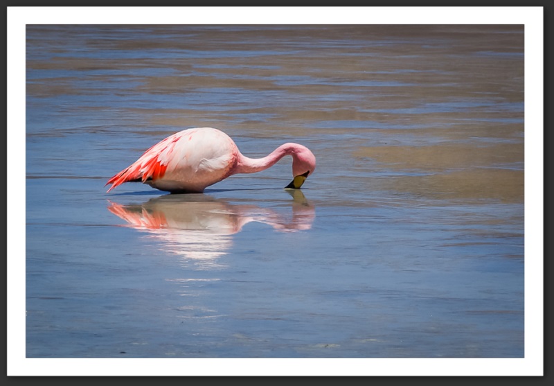 Flamant rose Bolivie