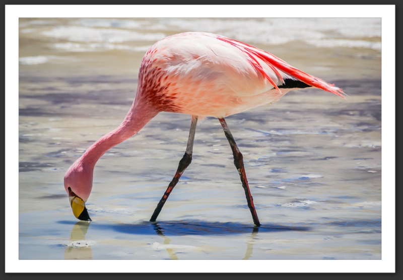 Flamant rose Bolivie