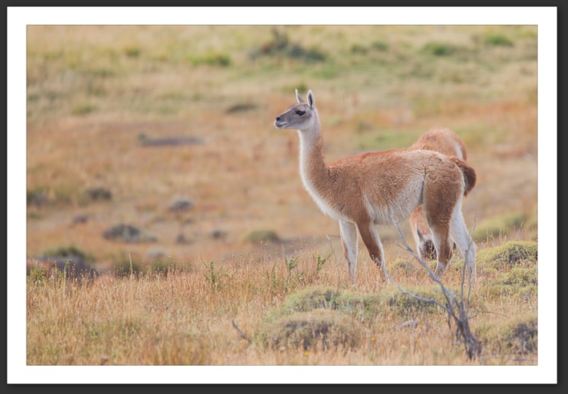 Guanaco