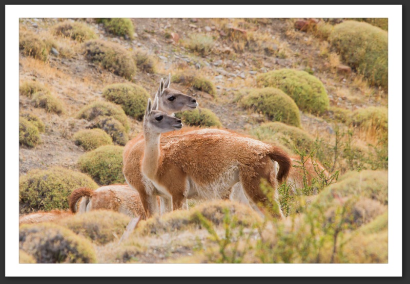 Guanaco