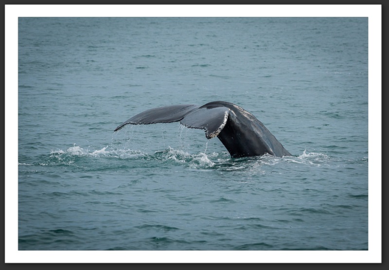 Baleine à bosse Islande Reykjavik Akureyri Eyjafjallajökull geyser volcan glacier 