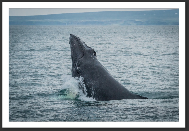 Baleine à bosse Islande Reykjavik Akureyri Eyjafjallajökull geyser volcan glacier 