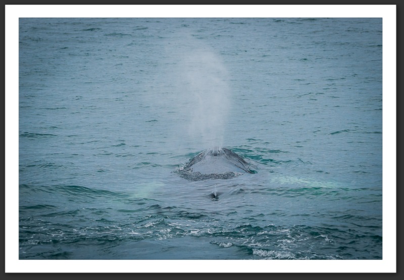 Baleine à bosse Islande Reykjavik Akureyri Eyjafjallajökull geyser volcan glacier 