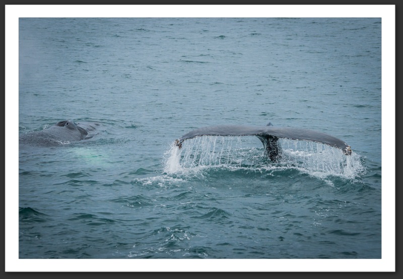 Baleine à bosse Islande Reykjavik Akureyri Eyjafjallajökull geyser volcan glacier 