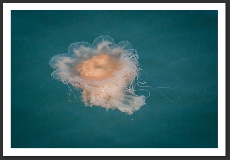 Méduse Islande Reykjavik Akureyri Eyjafjallajökull geyser volcan glacier 