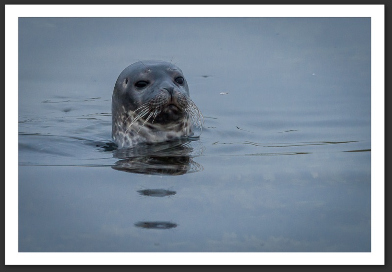 Phoque veau marin Islande Reykjavik Akureyri Eyjafjallajökull geyser volcan glacier 