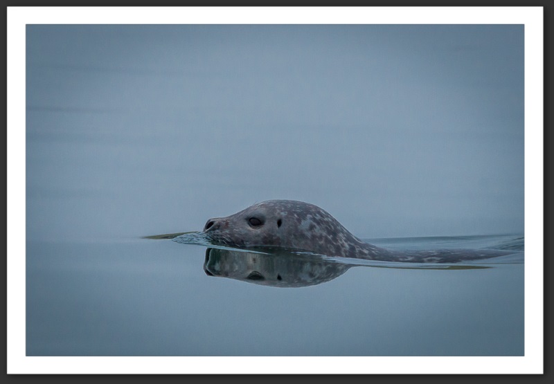 Phoque veau marin Islande Reykjavik Akureyri Eyjafjallajökull geyser volcan glacier 
