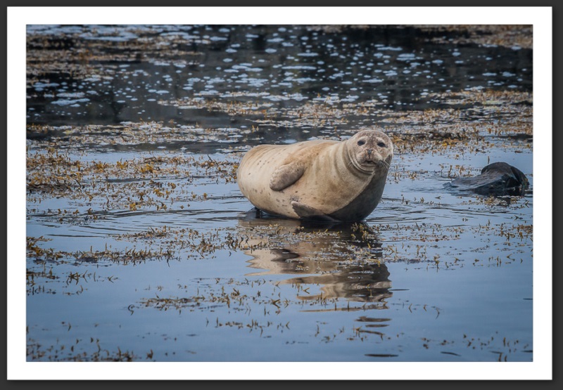 Phoque veau marin Islande Reykjavik Akureyri Eyjafjallajökull geyser volcan glacier 