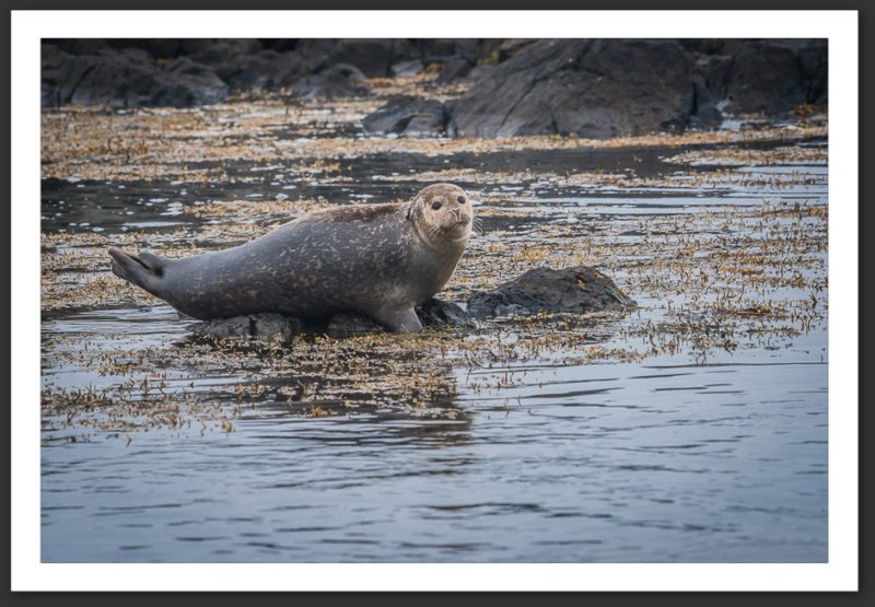 Phoque veau marin Islande Reykjavik Akureyri Eyjafjallajökull geyser volcan glacier 