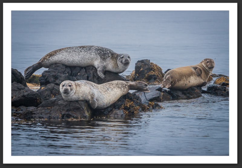 Phoque veau marin Islande Reykjavik Akureyri Eyjafjallajökull geyser volcan glacier 