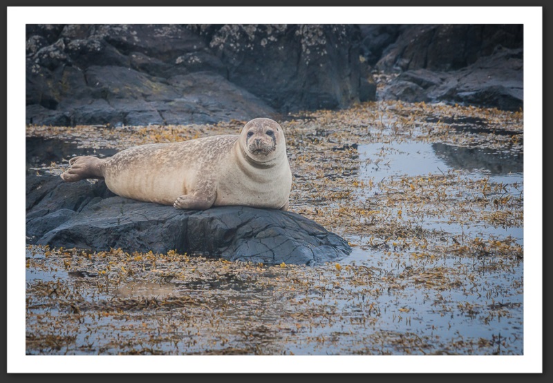 Phoque veau marin Islande Reykjavik Akureyri Eyjafjallajökull geyser volcan glacier 