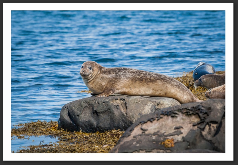Phoque veau marin Islande Reykjavik Akureyri Eyjafjallajökull geyser volcan glacier 