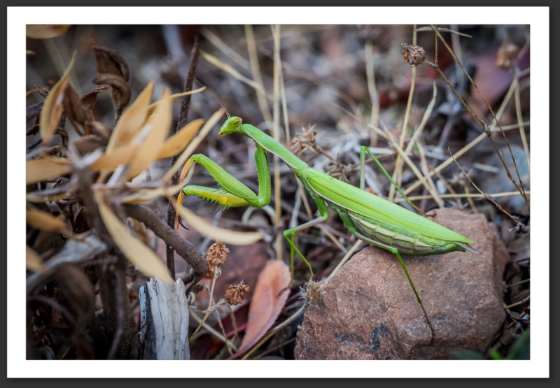 Mante religieuse Galeria Girlotta Corse Bastia Centuri Cap Corse Calvi Porto Îles Sanguinaires Myrte Vin Mer Méditerrannée
