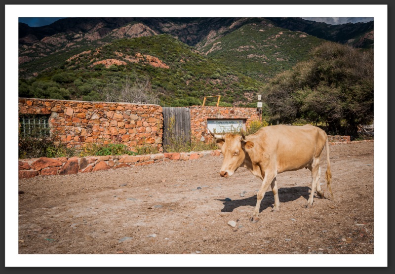 Galeria Girlotta Corse Bastia Centuri Cap Corse Calvi Porto Îles Sanguinaires Myrte Vin Mer Méditerrannée