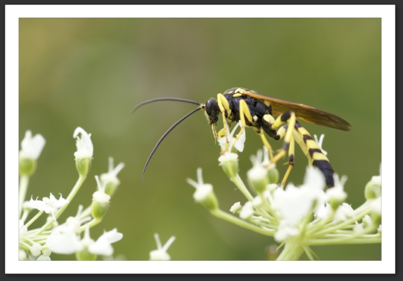macro photo faune flore