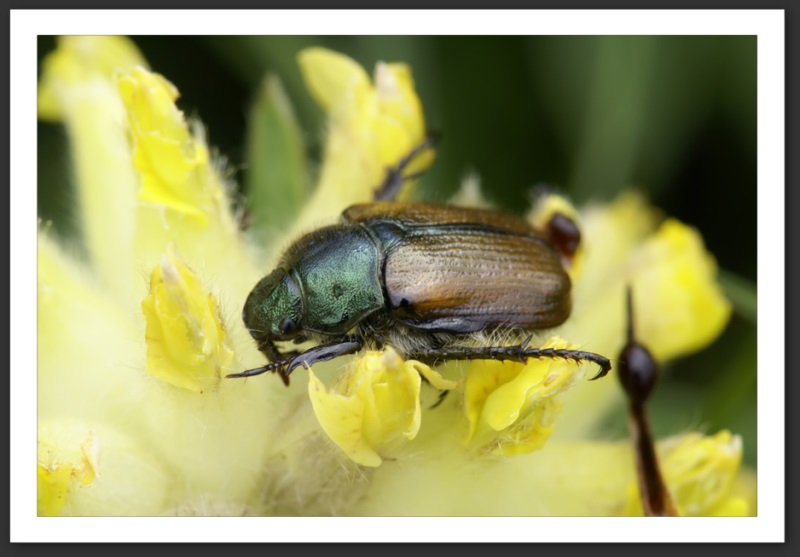 macro photo faune flore