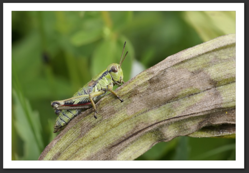 macro photo faune flore