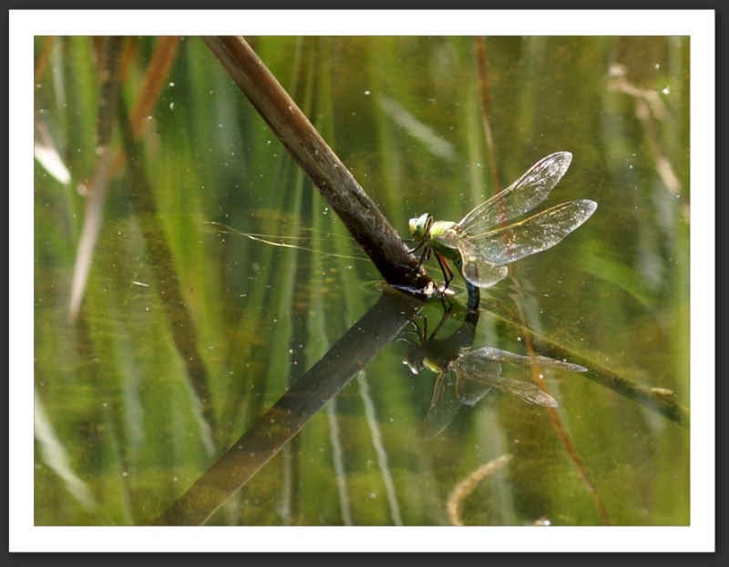 macro photo faune flore anax empereur