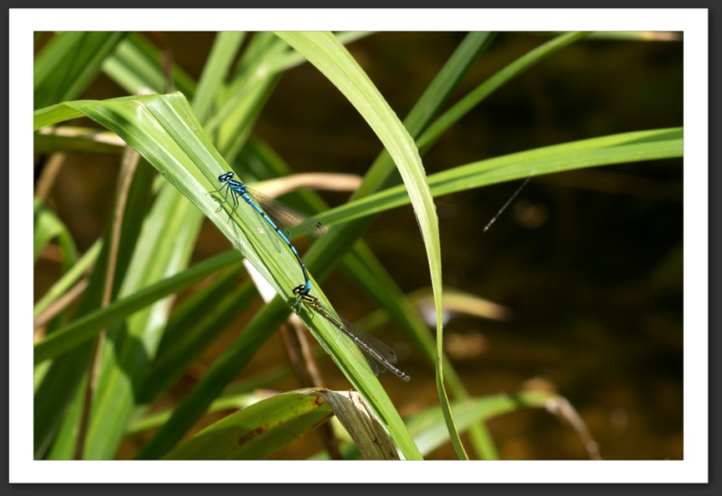 macro photo faune flore Agrion jouvencelle