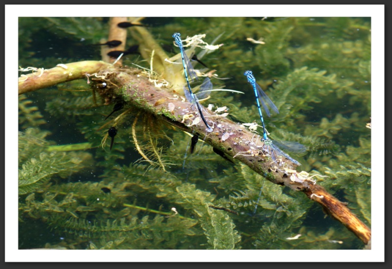 macro photo faune flore Agrion jouvencelle