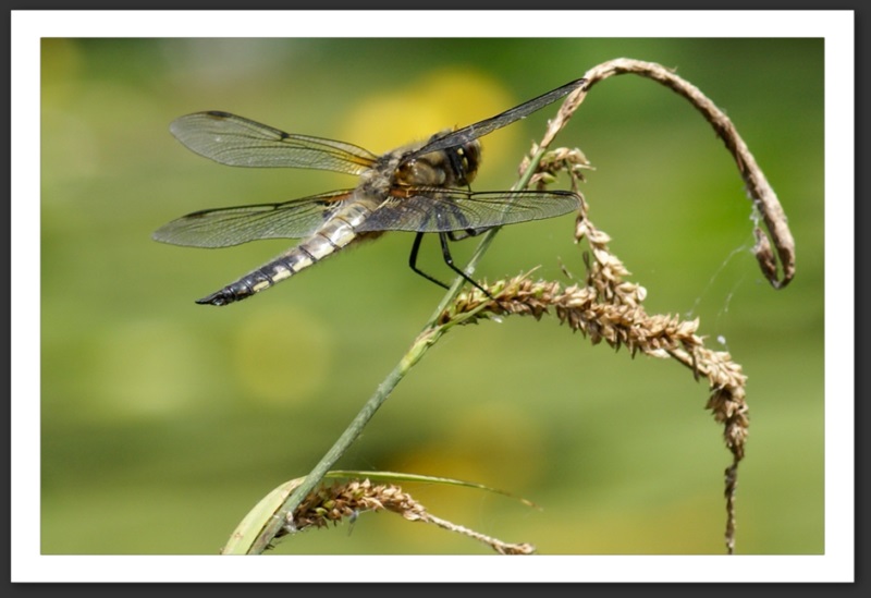 macro photo faune flore libellule à quatre taches