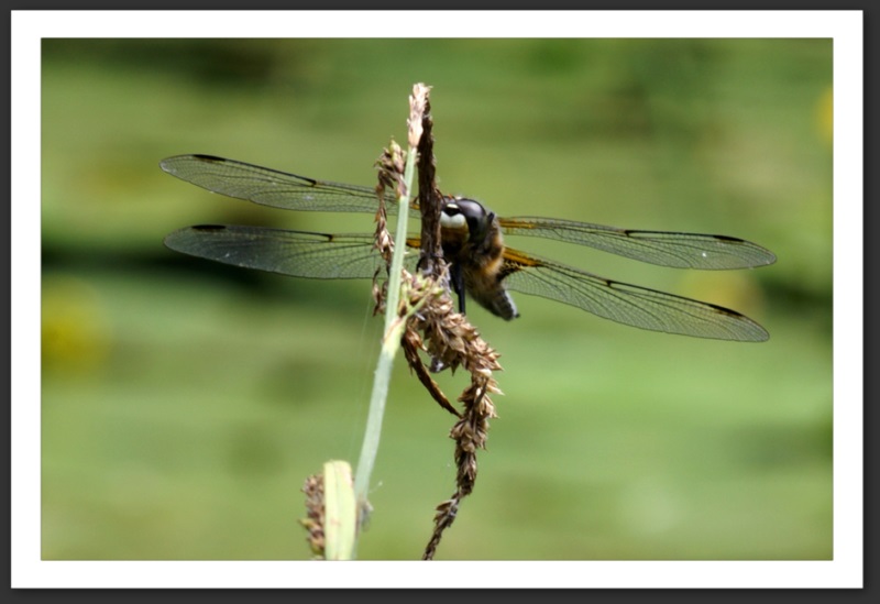 macro photo faune flore libellule à quatre taches