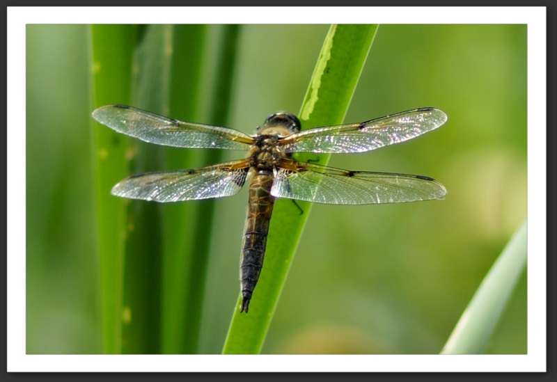 macro photo faune flore libellule à quatre taches