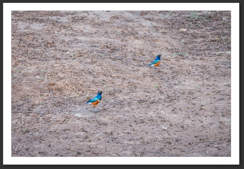 Choucador superbe Kenya