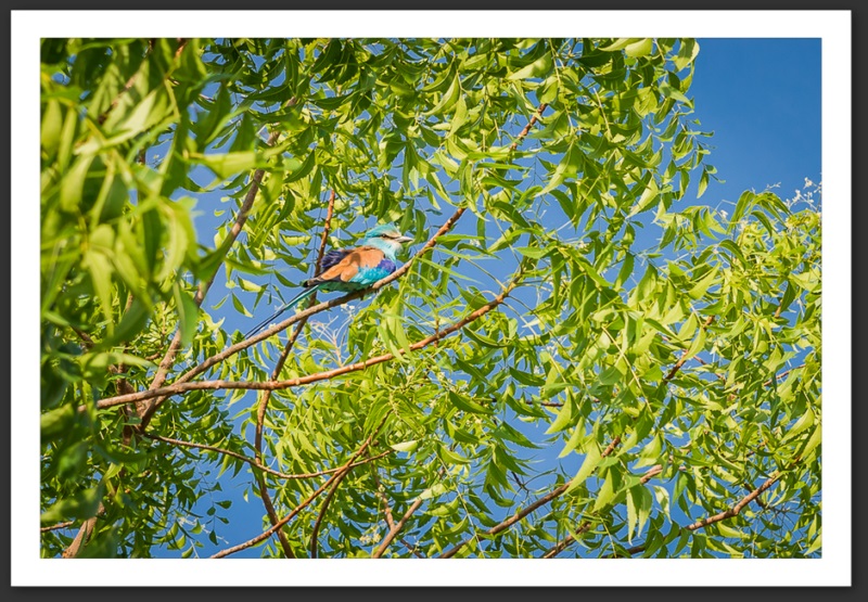 Rollier gorge lilas Kenya