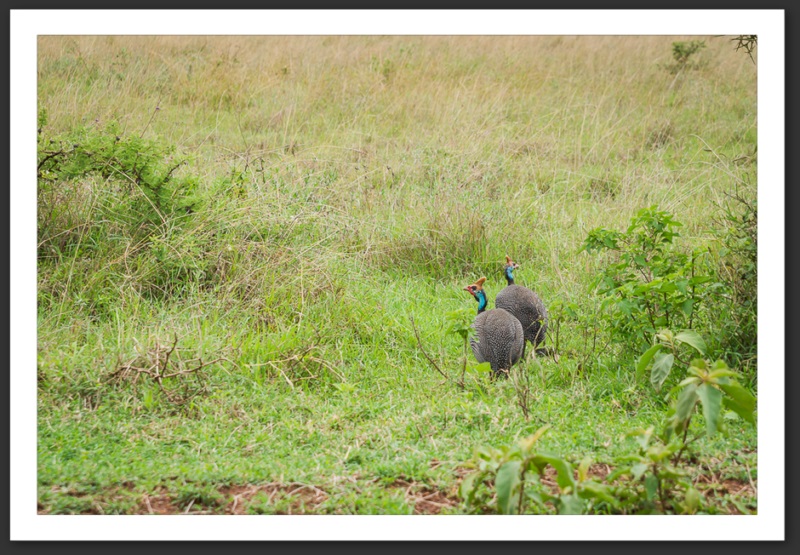 Pintade de Numidie Kenya