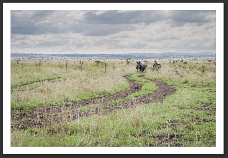 Rhinocéros Kenya