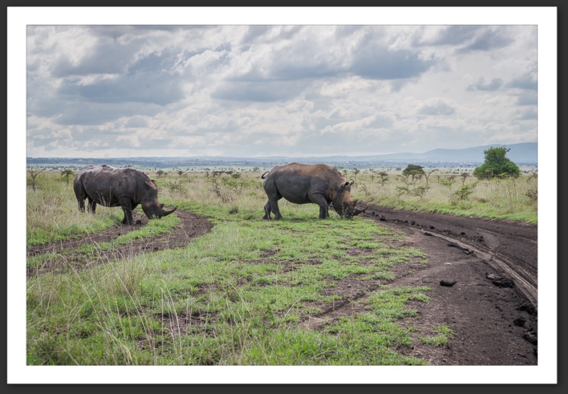 Rhinocéros Kenya