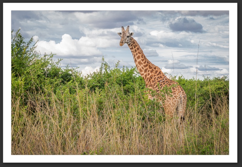 Girafe Kenya