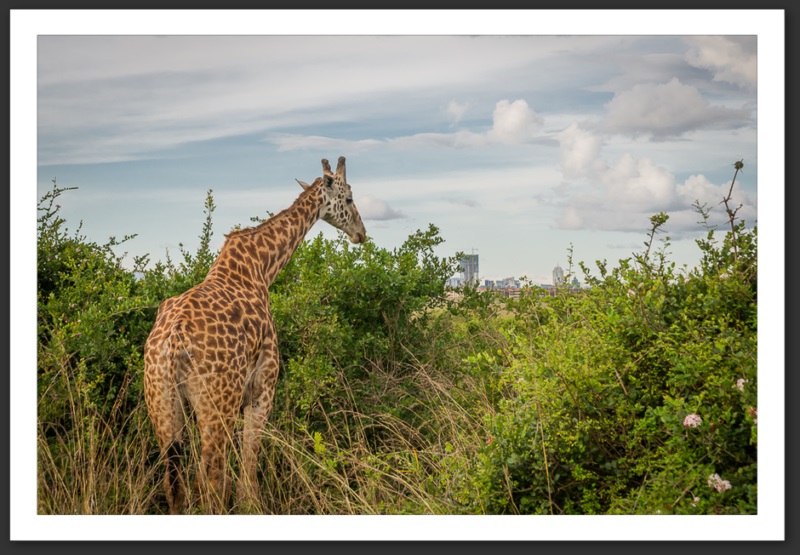 Girafe Kenya