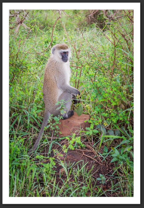 Vervet Kenya