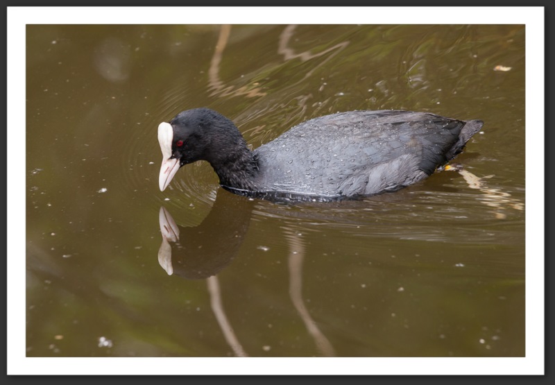 foulque macroule oiseau ornithologie grande-cariçaie réserve naturelle lac Neuchâtel