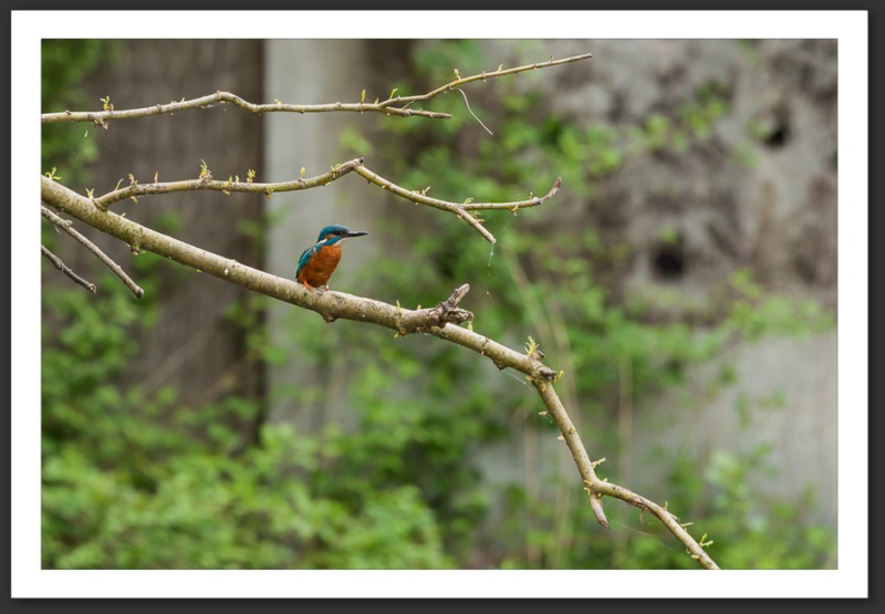 martin-pêcheur oiseau ornithologie grande-cariçaie réserve naturelle lac Neuchâtel