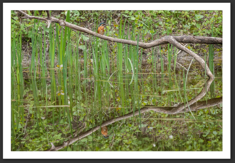 martin-pêcheur oiseau ornithologie grande-cariçaie réserve naturelle lac Neuchâtel