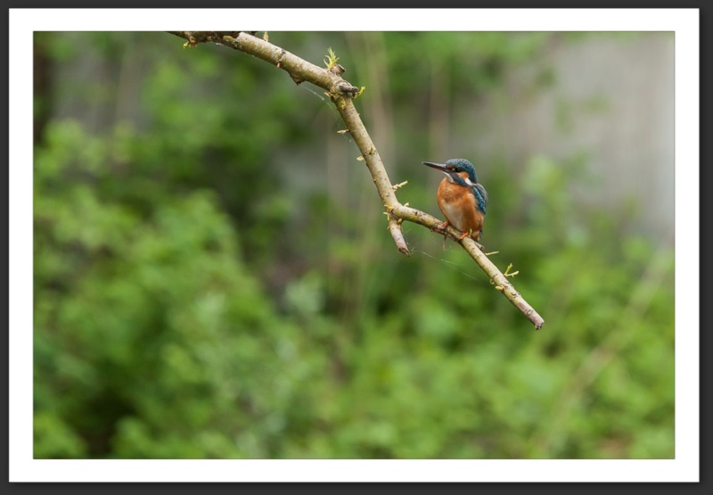 martin-pêcheur oiseau ornithologie grande-cariçaie réserve naturelle lac Neuchâtel
