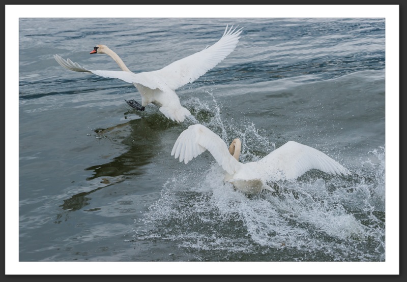 cygne tuberculé oiseau ornithologie grande-cariçaie réserve naturelle lac Neuchâtel