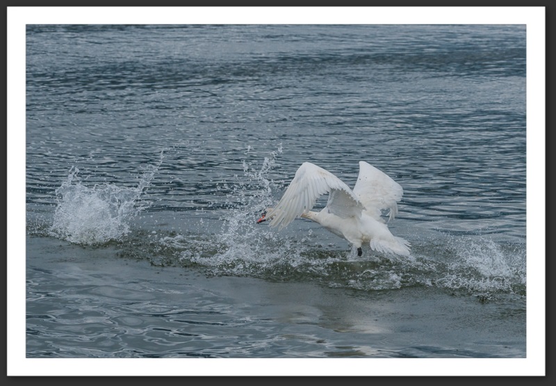 cygne tuberculé oiseau ornithologie grande-cariçaie réserve naturelle lac Neuchâtel