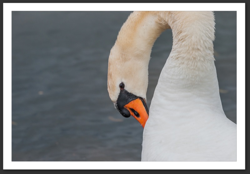 cygne tuberculé oiseau ornithologie grande-cariçaie réserve naturelle lac Neuchâtel