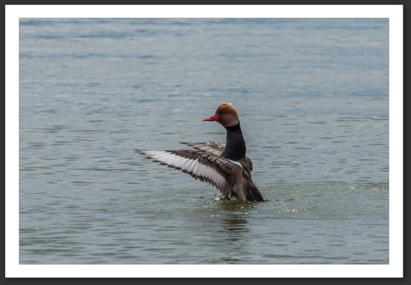 nette rousse oiseau ornithologie grande-cariçaie réserve naturelle lac Neuchâtel