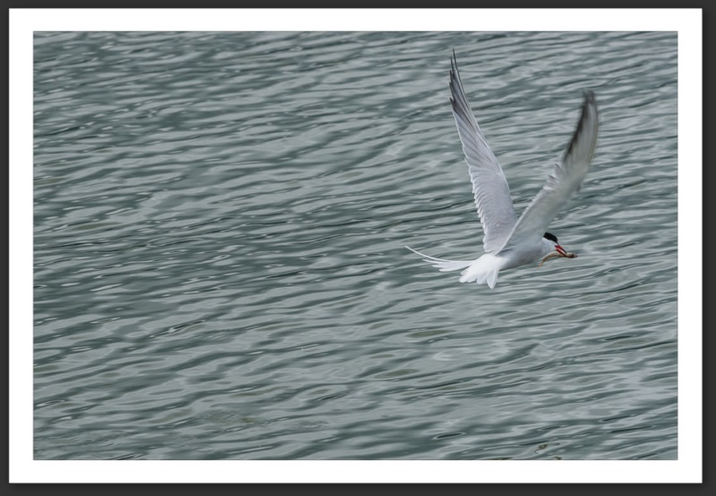 Sterne pierregarin oiseau ornithologie grande-cariçaie réserve naturelle lac Neuchâtel