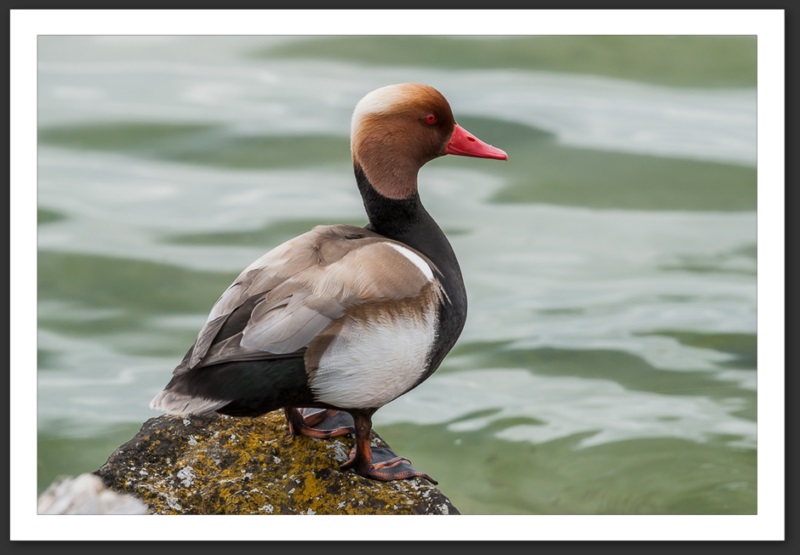 nette rousse oiseau ornithologie grande-cariçaie réserve naturelle lac Neuchâtel