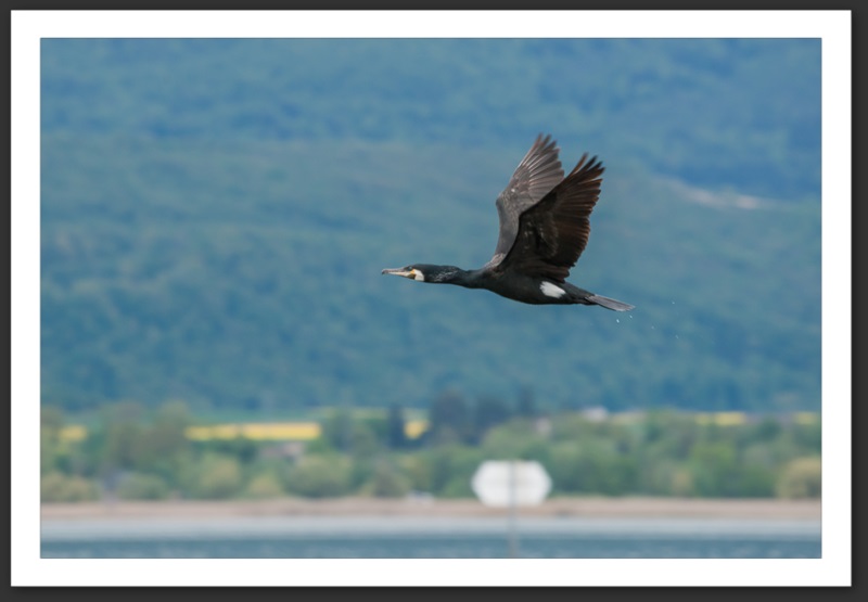 grand cormoran oiseau ornithologie grande-cariçaie réserve naturelle lac Neuchâtel