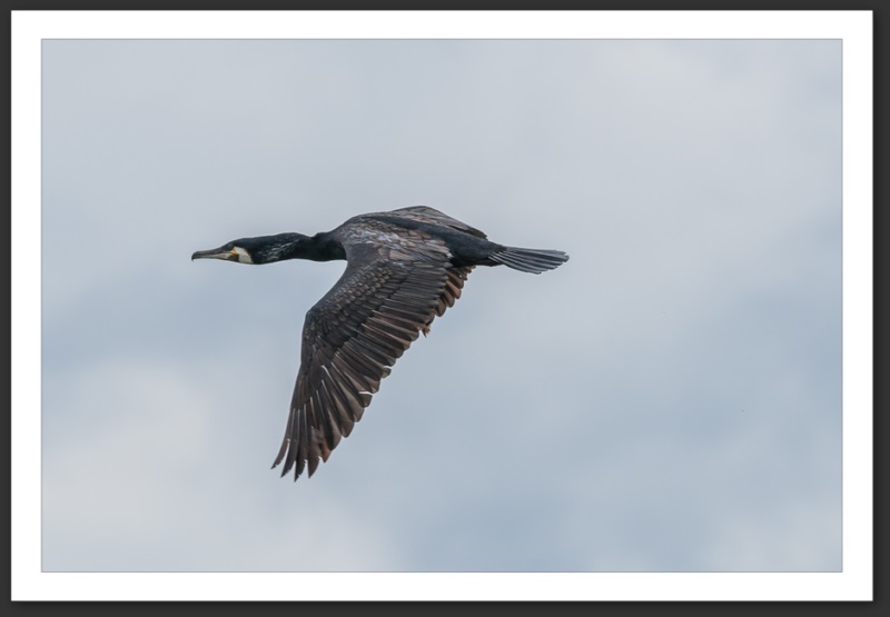 grand cormoran oiseau ornithologie grande-cariçaie réserve naturelle lac Neuchâtel